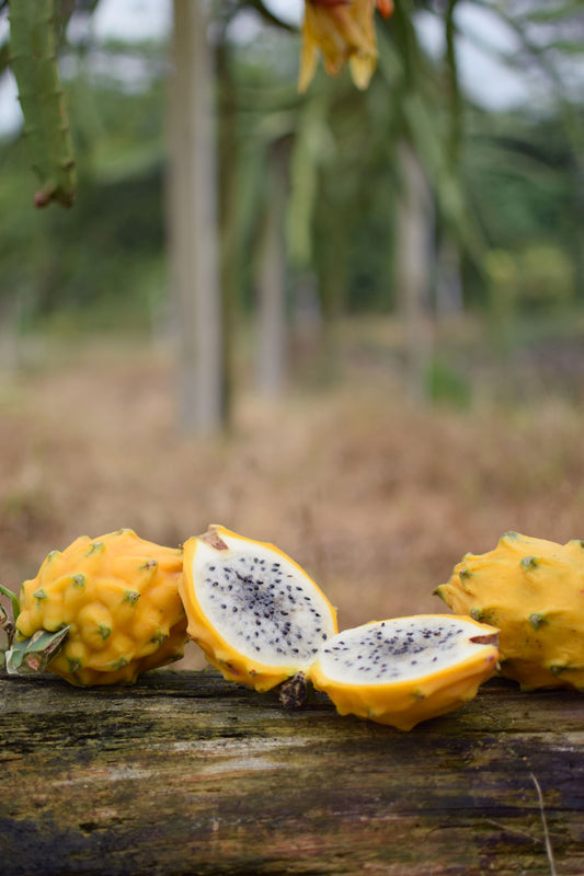 Yellow Dragon Fruit